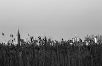 When you’re nestled in the reeds of Jamaica Bay, the skyscrapers glimmer in the distance like the city of Oz.