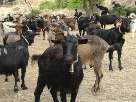 This is the goat herd that woke me up every morning with their bells and their funny goat noises. I grew quite attached to them during my 10 days on Ithaki.