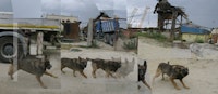 Iosif Kiraly, “Reconstruction-Ovidiu Construction Site with Barking Dog,” 2010 – 12. Image courtesy the artist.
