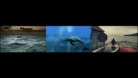 John Akomfrah, <em>Vertigo Sea</em>, 2015. Three channel video installation, 48 min. Courtesy the artist & Lisson Gallery.
