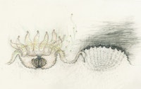 Mel Chin, <em>Endosymbiont Flight, Polyp Death</em>, 2015. Graphite, colored pencil on paper. 10 1/2 × 8 inches. Courtesy the artist.