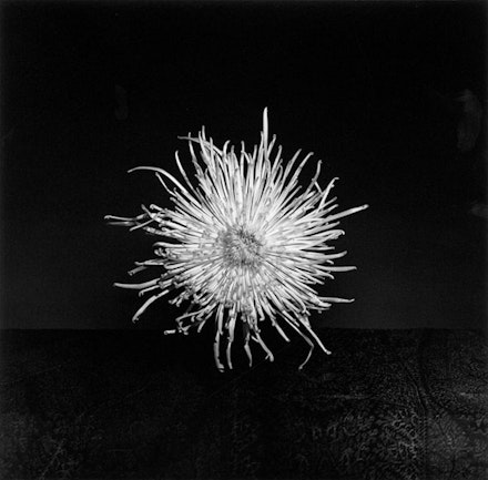 Robert Mapplethorpe, <em>Chrysanthemum</em> (from Y Portfolio), 1977. Courtesy the Robert Mapplethorpe Foundation.