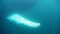 Christy Gast, <em>¿’Onde va la lancha?</em>, 2016, video still (whale fin). Courtesy the artist.