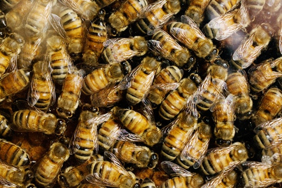 Honey bees from the University of Illinois Bee Research Facility (“Illini bees”), Photo: Brian Stauffer, U of I News Bureau.