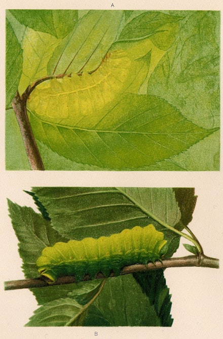 Thayer Abbot Handerson, <em>Concealing-Coloration in the Animal Kingdom (detail of Plate XII, Luna Caterpillar (Actias Luna) a) in position), b) inverted),</em> 1909.