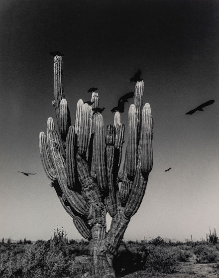 Graciela Iturbide, <em>Saguaro, Sonoran Desert</em>, 1979. Gelatin silver print, 9 1/4 x 7 1/4 inches. © Graciela Iturbide. Courtesy the artist.
