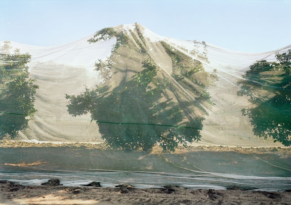 An-My Lê, <em>Citrus Trees with Cross-Pollination Shield, Fresno, California</em>, 2019. © An-My Lê, courtesy the artist and Marian Goodman Gallery, New York, Paris, and London.