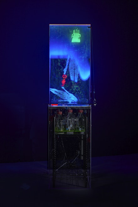 Lynn Hershman Leeson, <em>Twisted Gravity</em> (detail), 2019-21. Installation view in the Gwangju Biennale, Korea. Created as a collaboration with The Wyss Institute for Biologically Inspired Engineering, Harvard University, featuring the Aquapulse System for purifying water. Courtesy the artist; Richard Novak and the Wyss Institute; Bridget Donahue, New York; and Altman Siegal, San Francisco.
