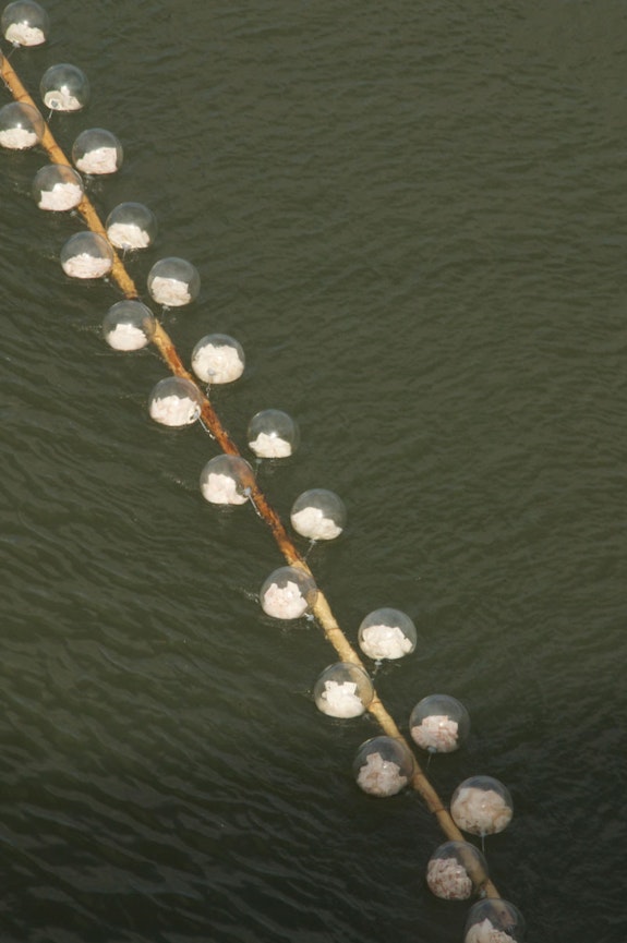 Line section of glass spheres laid over a bamboo structure. View from the Julia de Burgos bridge in the town of Loíza. Photo: Daniel Ausbury.
