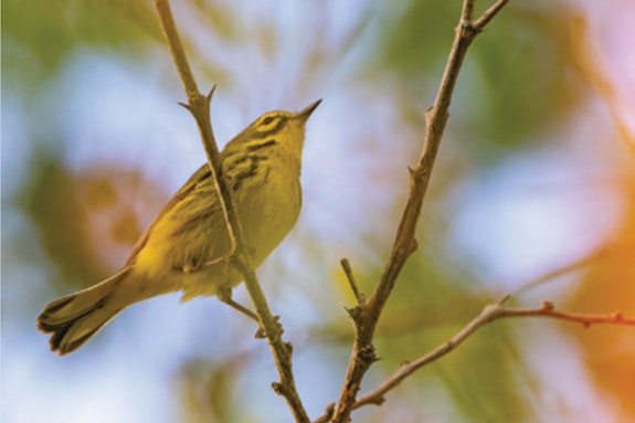 Migratory prairie warbler documented during a rapid assessment of avian community. 