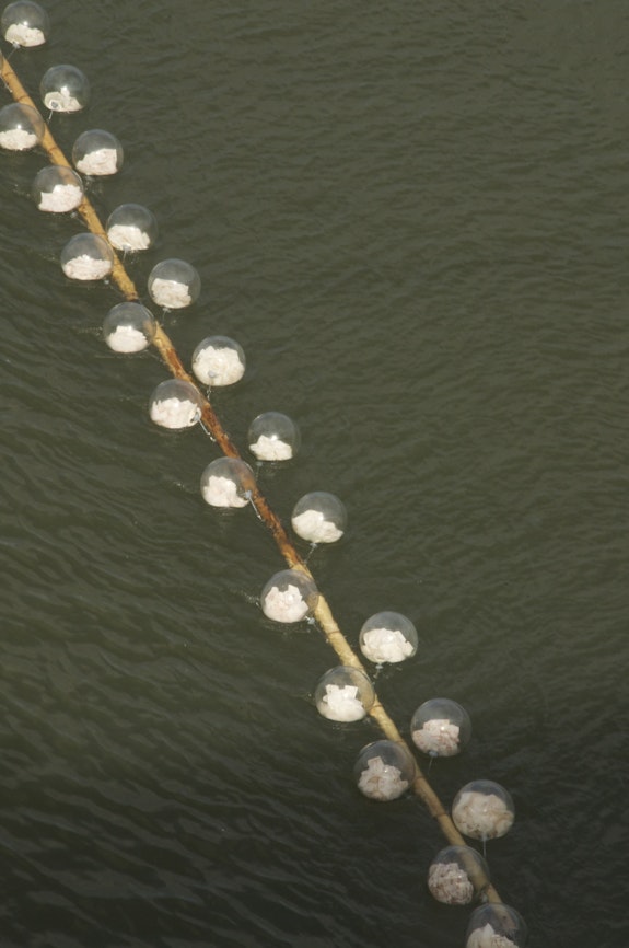 Sección de líneas de esferas de vidrio colocadas sobre una estructura de bambú. Vista desde el puente de Julia de Burgos en la localidad de Loíza. Fotografía de Daniel Ausbury.