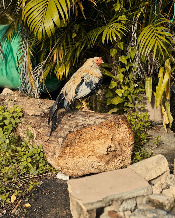 A cock standing on top of a tree trunk, Bitmul community.