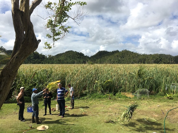 Trade School: Collecting of cattails in Pueblo Indio (waning lunar cycle), Canóvanas, Puerto Rico, together with José Manuel “Chiro” González-Rodríguez, March 11, 2018.