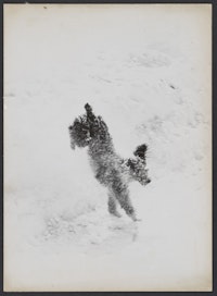 <p>Paul Himmel, <em>Dog in Central Park</em>, c. 1955. Gelatin silver print. Museum of the City of New York. Gift of Joy of Giving Something, Inc., 2020.10.198. Courtesy of the Estate of Paul Himmel.</p>