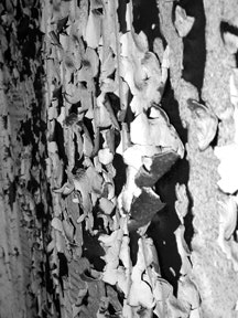 Lead paint peeling from walls in Bushwick. Photos by Peter Krebs.
