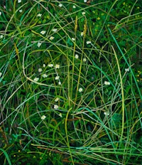 Claire Sherman, <em>Wildflowers</em>, 2020. Oil on canvas, 30 x 26 inches. Courtesy DC Moore, New York.