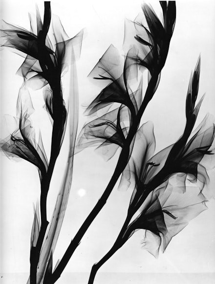 Herbert W. Franke, <em>Roentgen Weichstrahlen</em> (soft x-rays),1954-58. Computer graphics series showing different flowers and fruits as a x-ray image. © Herbert W. Franke