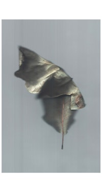 Ann Hamilton, <em>sense · bur oak leaf</em>, 2022. Archival pigment print on Japanese gampi paper, 49 1/2 x 32 inches. Courtesy the artist and Elizabeth Leach Gallery.