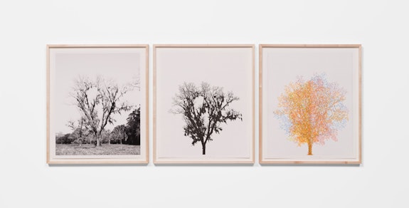 Charles Gaines, <em>Pecan Trees: Set 5</em>, 2022. Photograph, watercolor, ink on paper, 3 sheets, overall: 27 7/8 x 73 5/8 x 2 inches. © Charles Gaines. Courtesy the artist and Hauser & Wirth. Photo: Fredrik Nilsen.