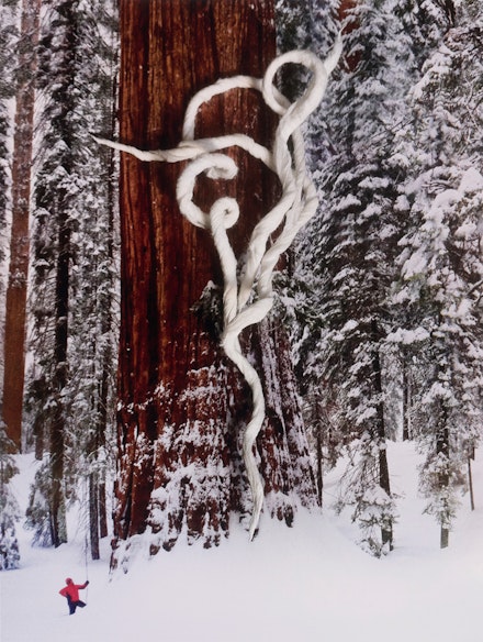 Nina Katchadourian, <em>Giant Redwood,</em> 2012, from “Seat Assignment,” 2010 and ongoing. The Morgan Library & Museum. © Nina Katchadourian.