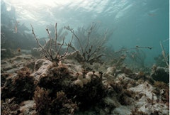 Disrupted Ecosystems: Great Barrier Reef, Belize, 2006. Courtesy of The Canary Project. 
