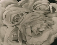 Tina Modotti, “Roses,” c. 1924; platinum print.  Courtesy Throckmorton Fine Art.