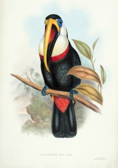 John Gould and Henry Constantine Richter, Ramphastos Inca, lithograph with hand-coloring, 1846.